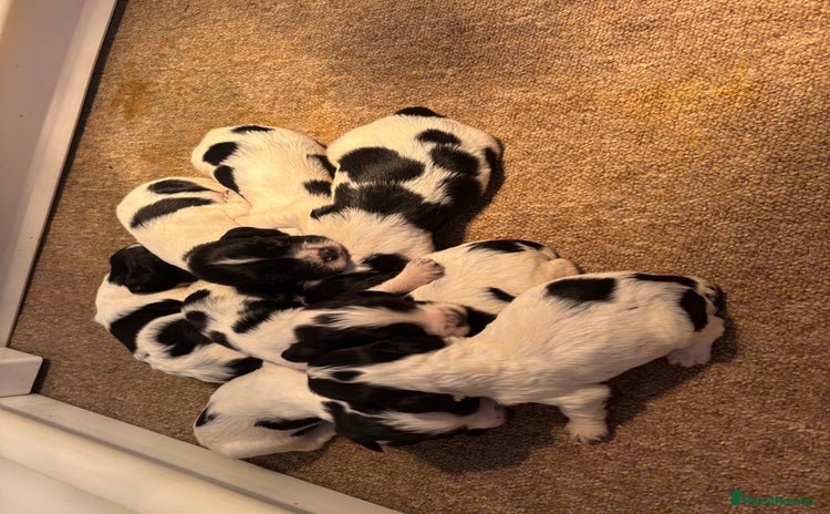Sprocker dogs - Advert 1