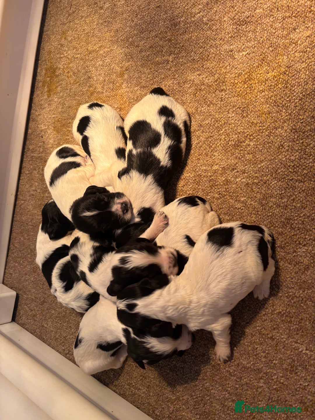 Sprocker dogs for sale: Sprocker puppies  - Image 1
