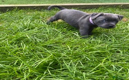 Staffordshire Bull Terrier dogs for sale: KC registered Blue Staffordshire bull terrier’s  in Colchester - Image 13