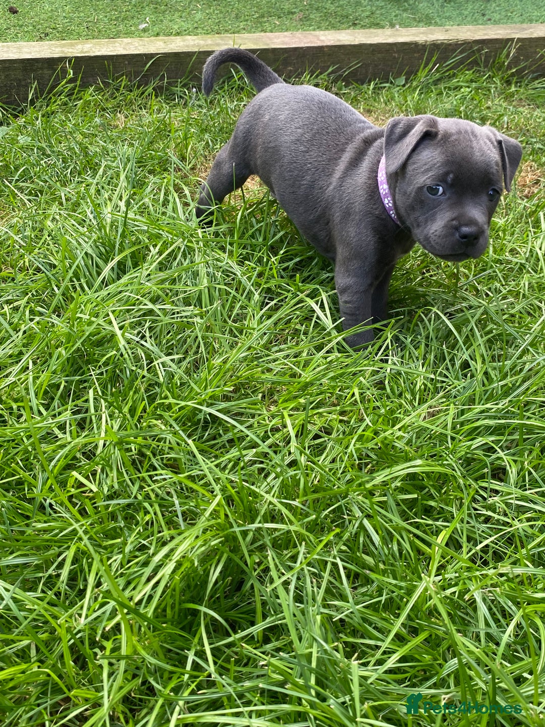 Staffordshire Bull Terrier dogs for sale: KC registered Blue Staffordshire bull terrier’s  in Colchester - Image 13