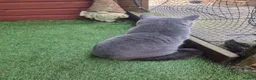 British Shorthair cats for sale: British Blue Shorthair – Active Proven Stud Boy 💙 - Advert 6