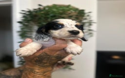 Sprocker dogs for sale: Sprocker puppies  - Image 8