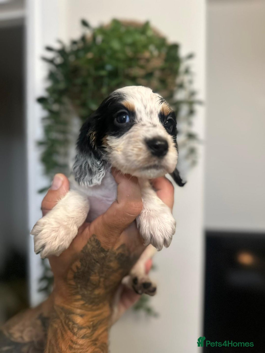 Sprocker dogs for sale: Sprocker puppies  - Image 8