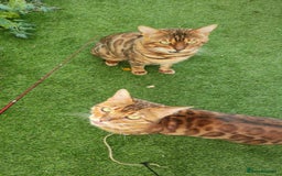 Bengal cats for sale: 🔥 Beautiful Boy Bengal Cat for Sale! 🔥 Plus 3 😺 - Image 8