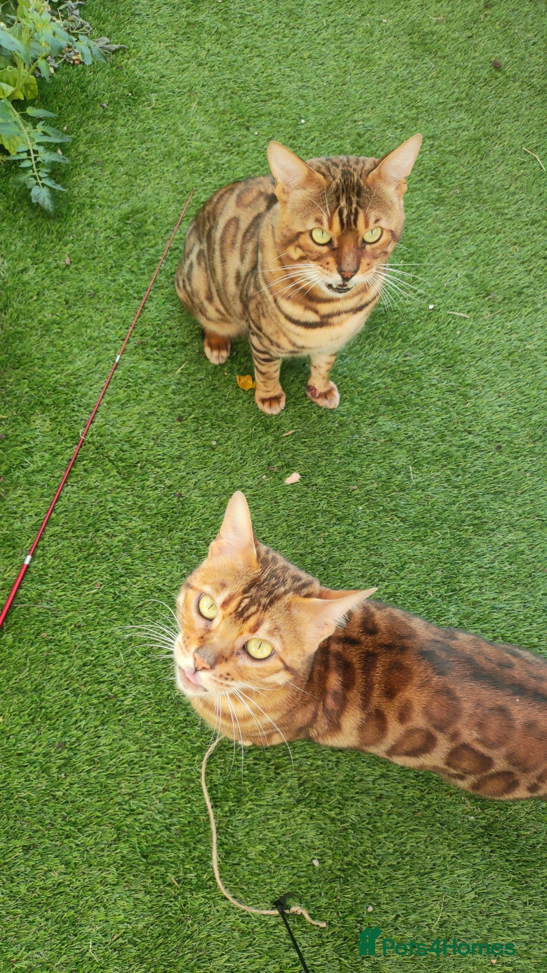 Bengal cats for sale: 🔥 Beautiful Boy Bengal Cat for Sale! 🔥 Plus 3 😺 - Image 8