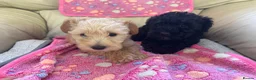 Schnoodle dogs for sale: F1 miniature schnoodles  - Advert 3