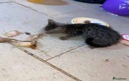 Mixed Breed cats for sale: kittens Bengal x microchipped flea/worm.insured.  - Image 16
