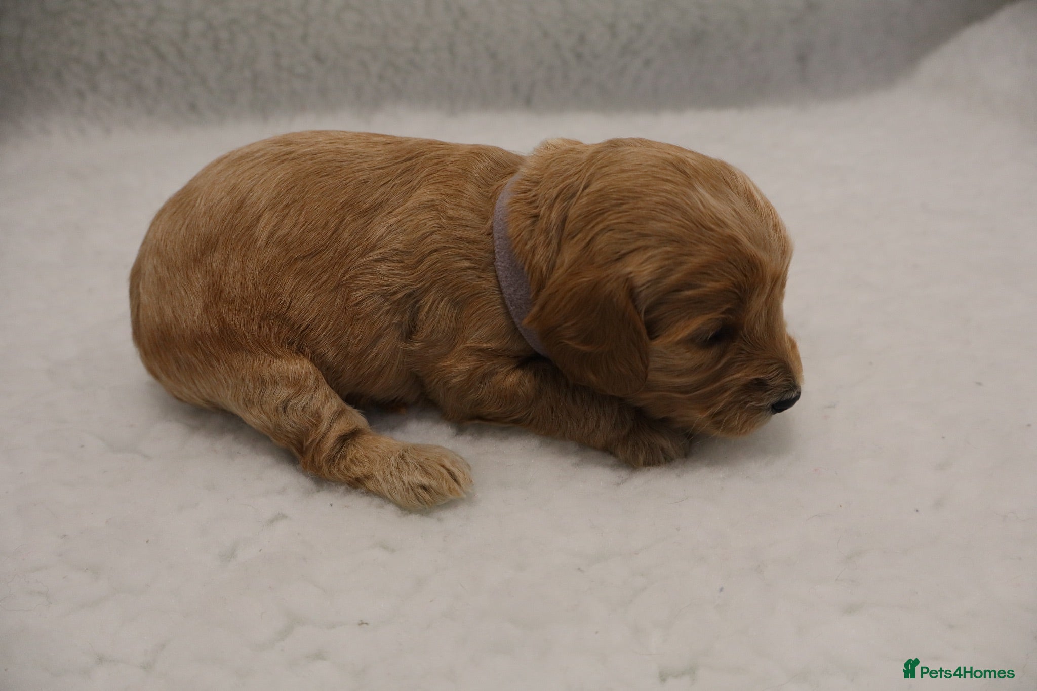 Cockapoo dogs F1 COCKAPOOS 5* LICENSED BREEDER - Advert 1