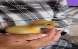 Ducks poultry for sale: Welsh Harlequin Male Ducklings (3 available) - Image 3