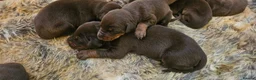 Dobermann dogs for sale: Beautiful Litter of healthy Pups  - Advert 15