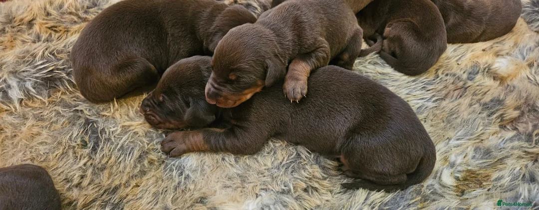 Dobermann dogs for sale: Beautiful Litter of healthy Pups  - Advert 15