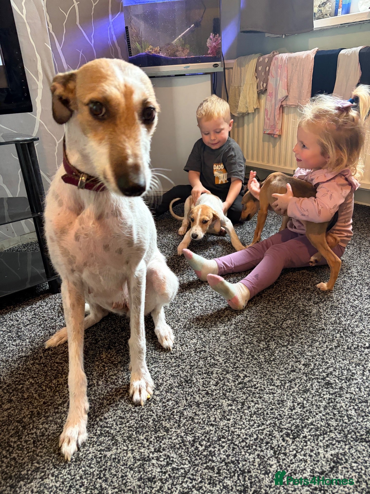 Lurcher dogs Lurcher pups  - Advert 4