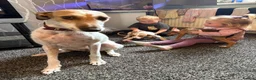 Lurcher dogs for sale: Lurcher pups  in Burnley - Advert 1