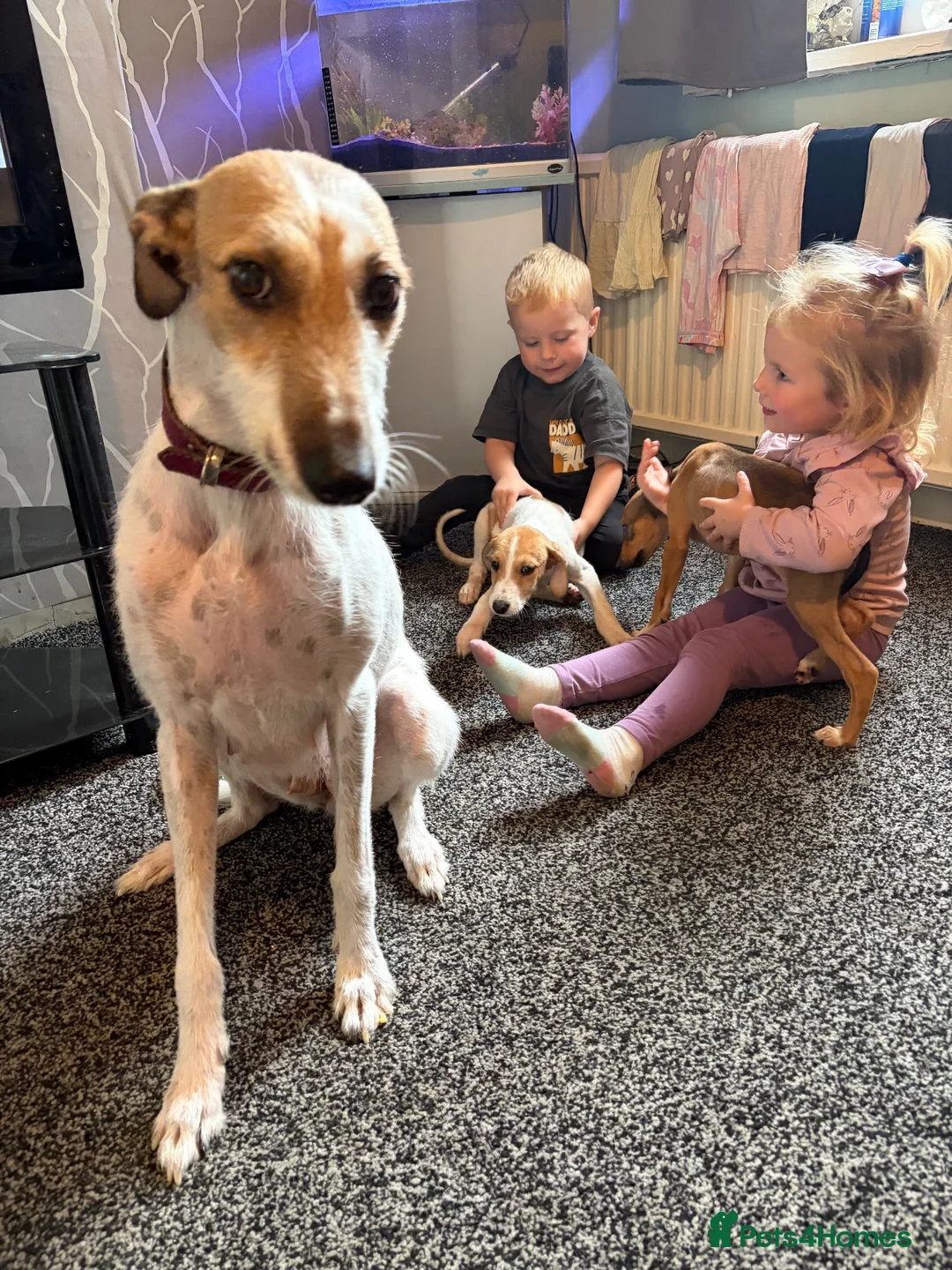 Lurcher dogs for sale: Lurcher pups  in Burnley - Advert 1