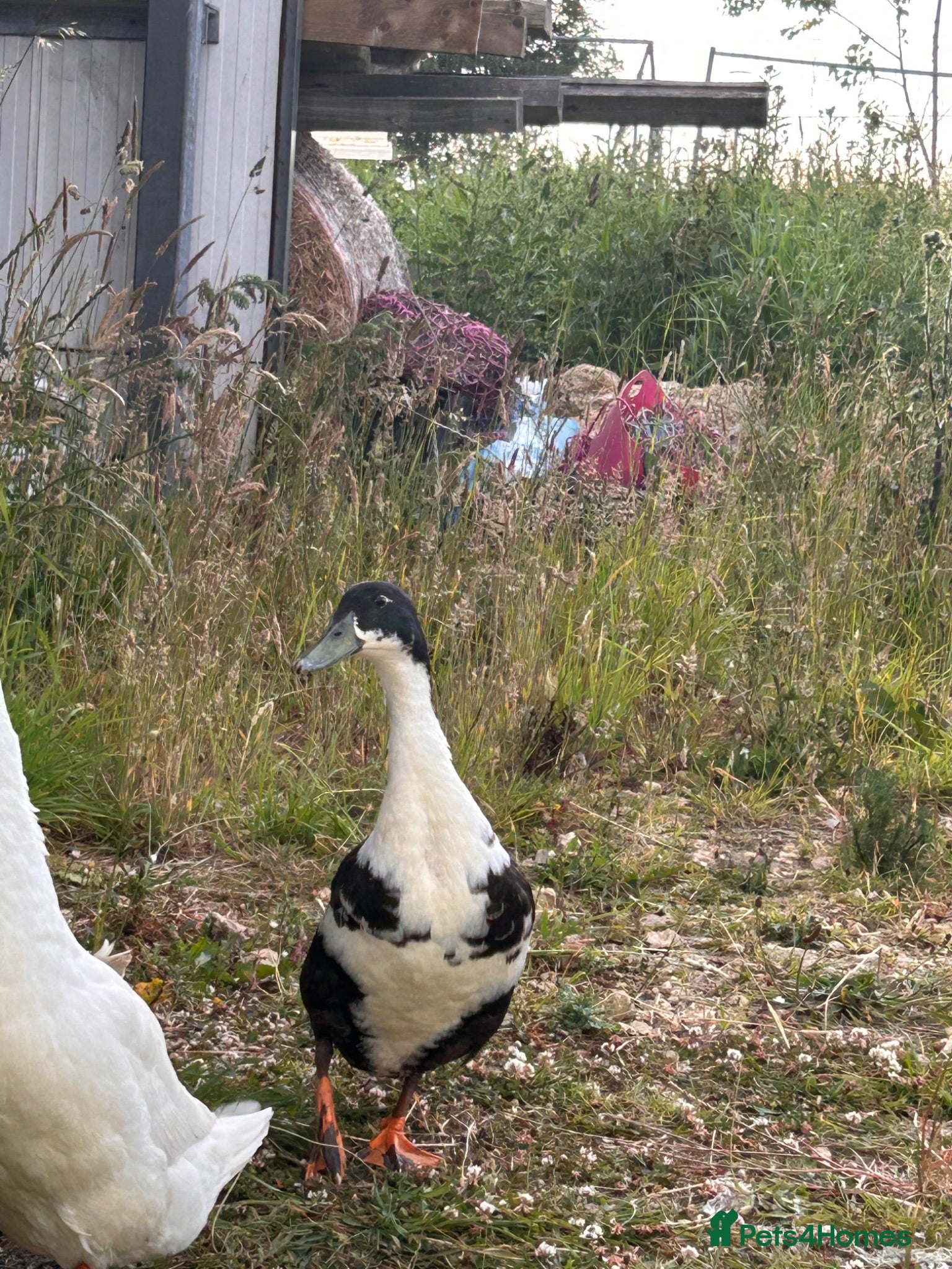 Ducks poultry Male Runner Duck  - Advert 3