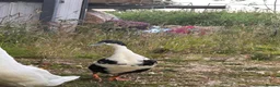 Ducks poultry for sale: Male Runner Duck  in Newcastle upon Tyne - Advert 1