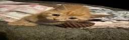 Mixed Breed cats for sale: Fluffy mix breed kittens  in Gloucester - Advert 15