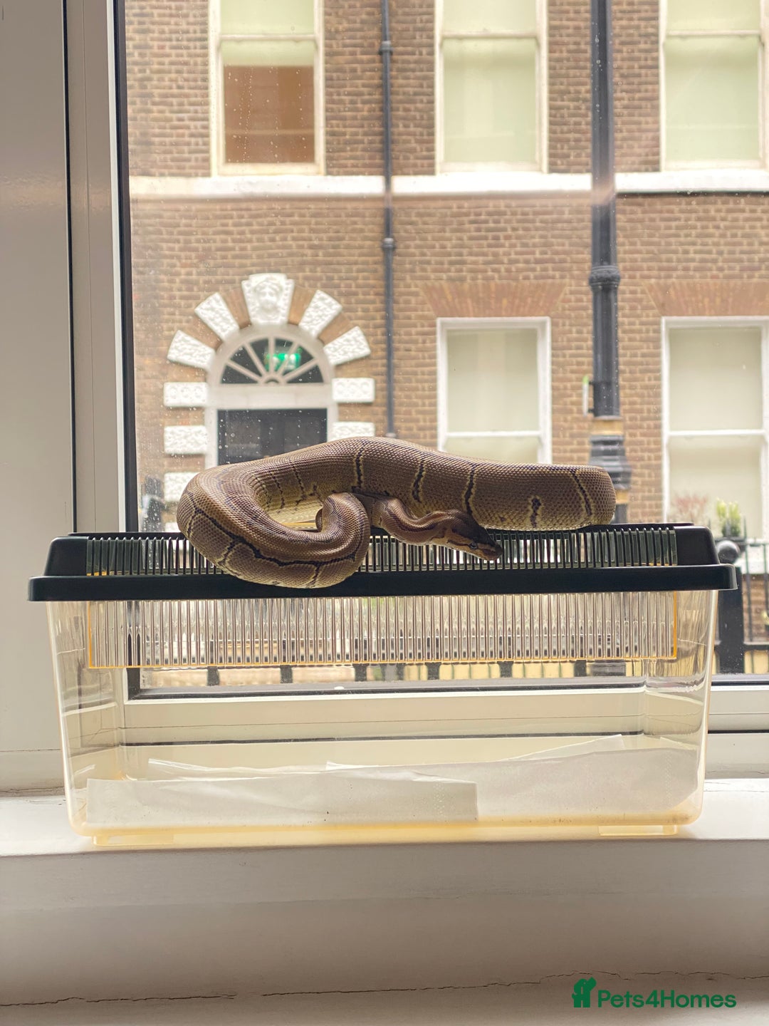 Python Snake reptiles for sale: Pinstripe Royal Python 100% Het Pied w/Full Setup - Advert 6