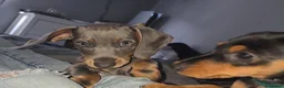 Miniature Dachshund dogs for sale: Miniature Dachshund puppies  - Advert 19
