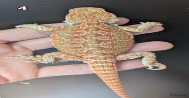Bearded Dragon reptiles - Advert 10