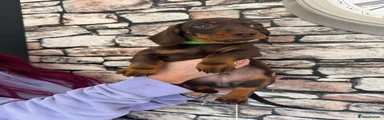 Dachshund Puppy 2