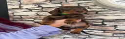 Dachshund dogs for sale: 3 male dachshund puppies   in Bridgend - Advert 4