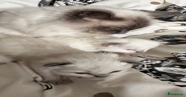 Ragdoll cats - Advert 9