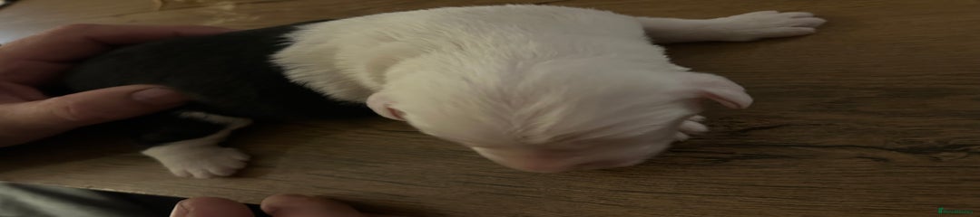 Old English Sheepdog Puppy 1