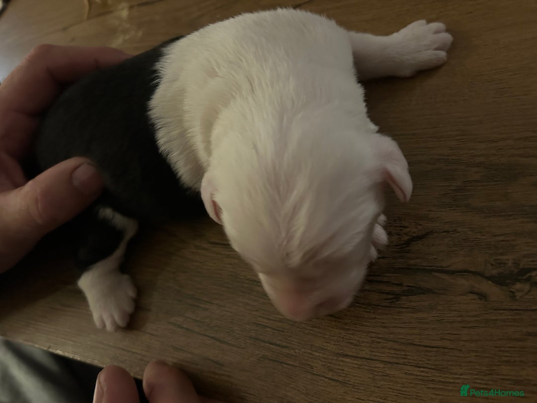 Old English Sheepdog dogs for sale: Kennel Club Reg Old English Sheepdog Puppies - Image 14