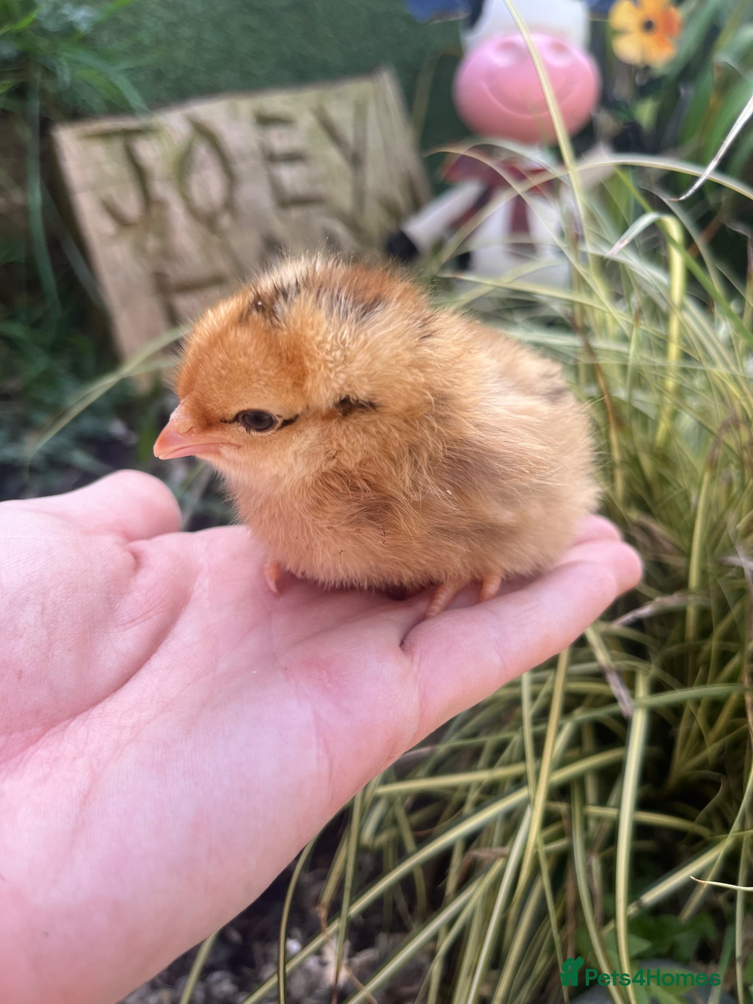 Chickens poultry Baby Chicks  - Advert 2