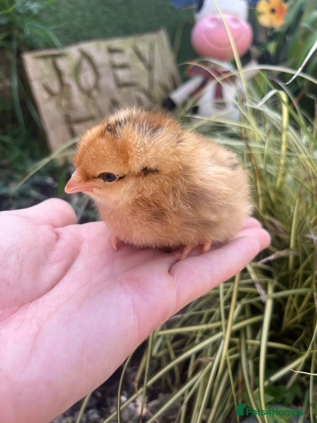 Chickens poultry for sale: Baby Chicks  - Advert 1