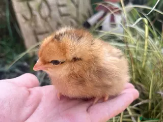 Chickens poultry Baby Chicks - Advert 2