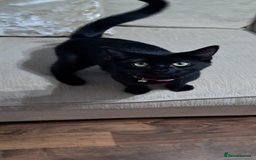 Ragdoll cats for sale: Half ragdoll female  - Image 2