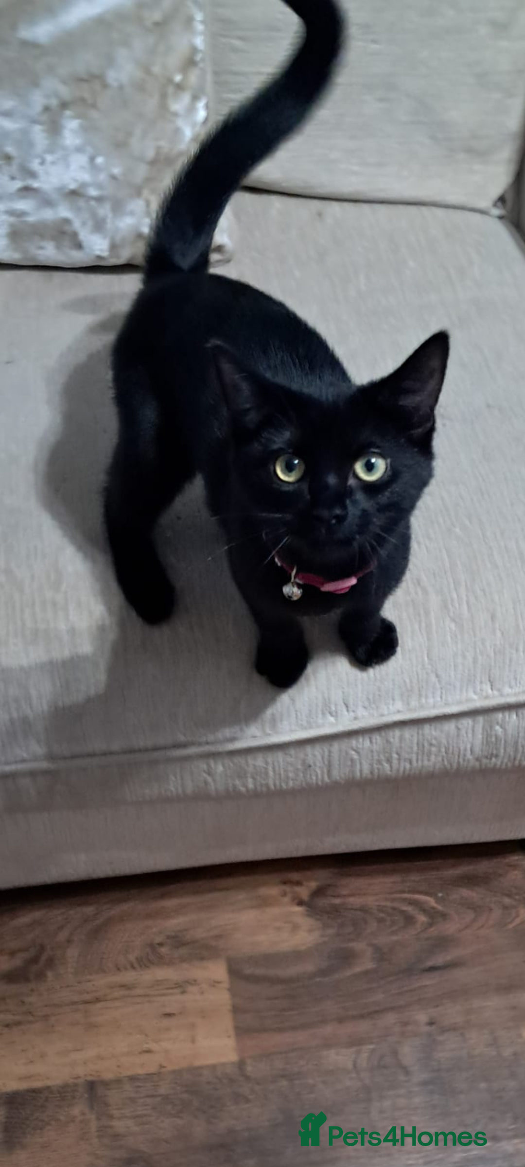 Ragdoll cats for sale: Half ragdoll female  - Image 2