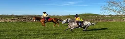 Appaloosa horses for sale: All rounder pony - Advert 9