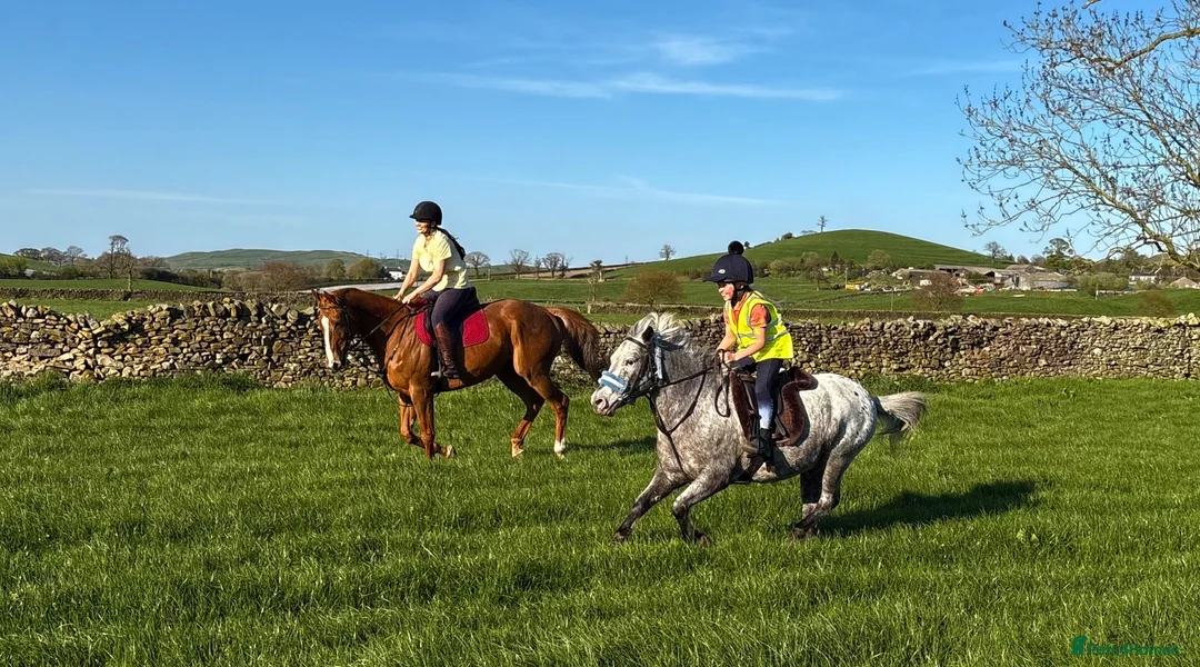 Appaloosa horses for sale: All rounder pony - Advert 9