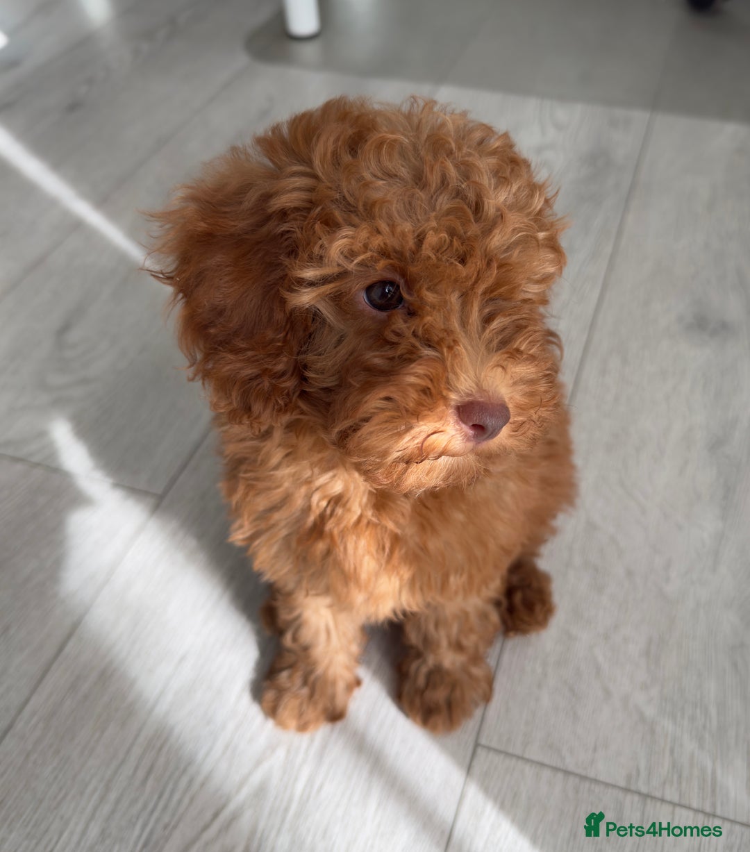 Cockapoo dogs for sale: Baby K  - Image 2