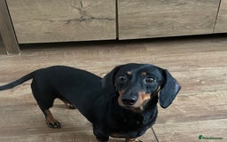Miniature Dachshund dogs for sale: Miniature Dachshund - Image 2