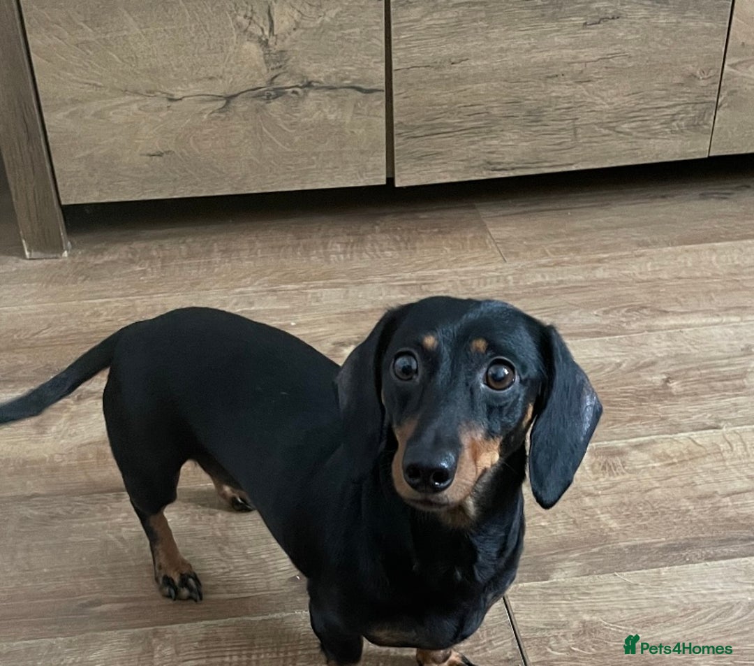 Miniature Dachshund dogs for sale: Miniature Dachshund - Image 2