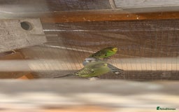 Budgerigars birds for sale: Budgies  - Image 26