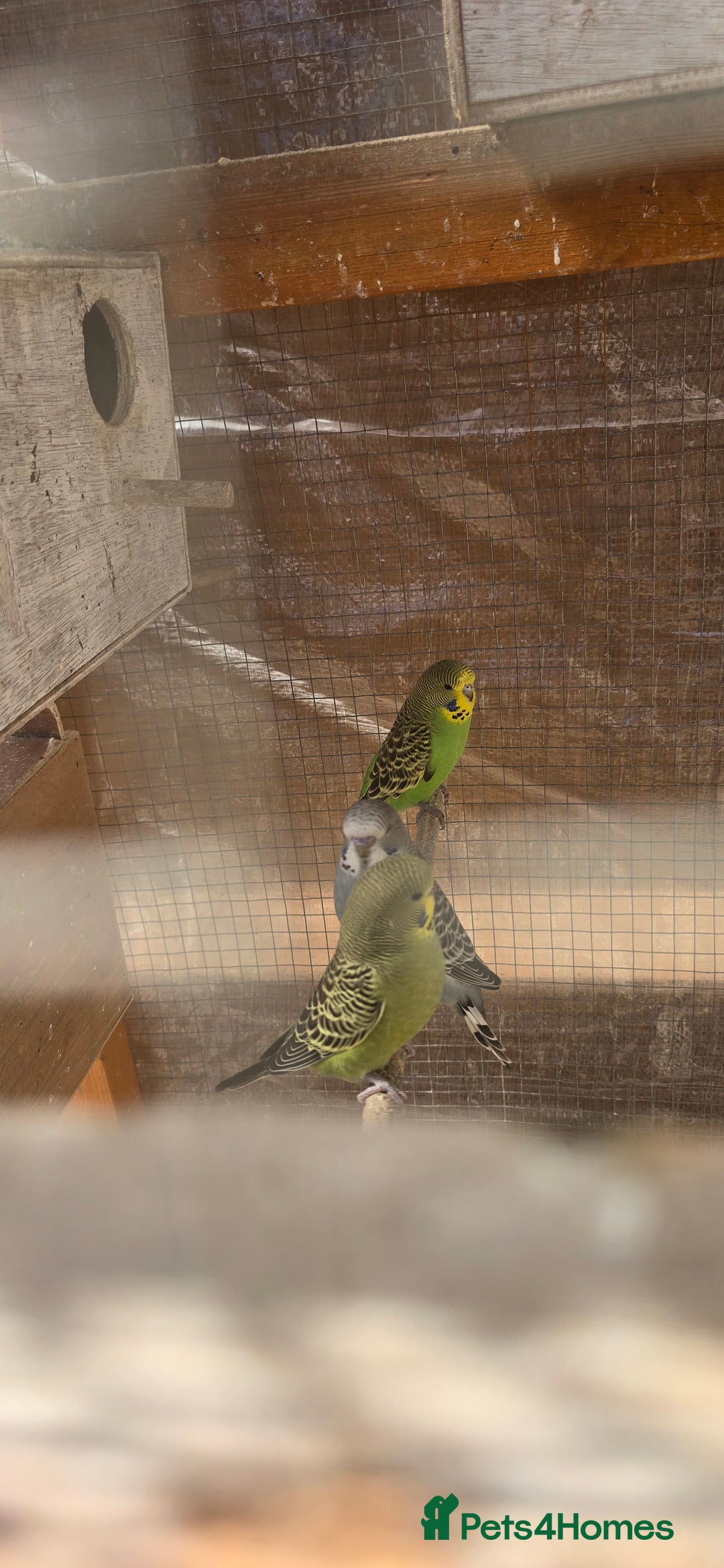 Budgerigars birds for sale: Budgies  - Image 26