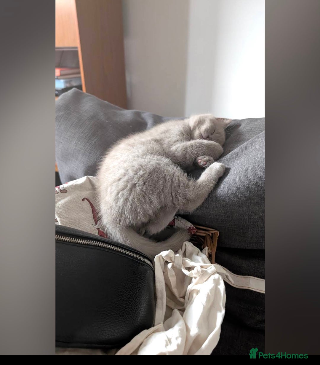 British Shorthair cats for sale: 3 beautiful pedigree British shorthair boys.  - Image 6