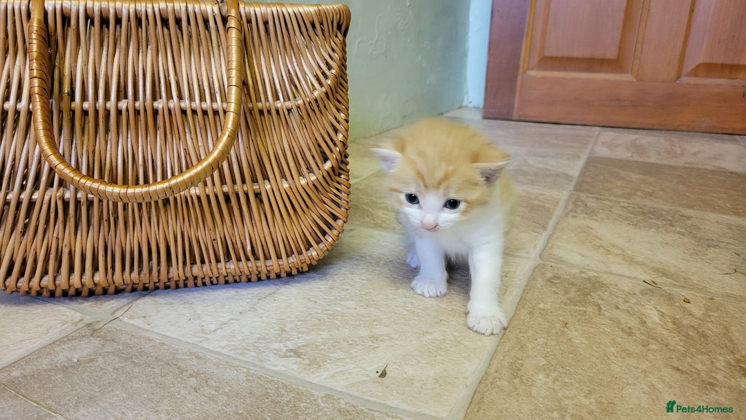 Domestic Shorthair cats for sale: 5 ginger kittens - Advert 1