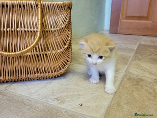 Domestic Shorthair cats 5 ginger kittens - Advert 1