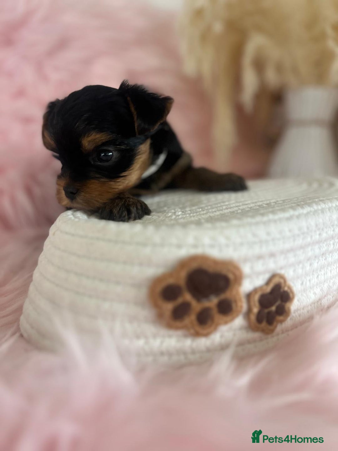 Yorkshire Terrier dogs for sale: 4 boys available  in London - Image 17