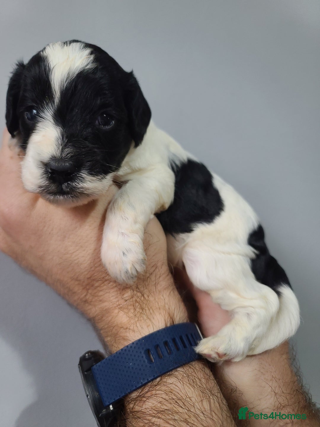 Cockapoo dogs for sale: F1 Cockapoos, Parti Roan. DNA HEALTH TESTED - Image 16