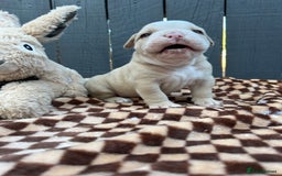 Olde English Bulldogge dogs for sale: Must See! Olde English Puppies  - Image 6