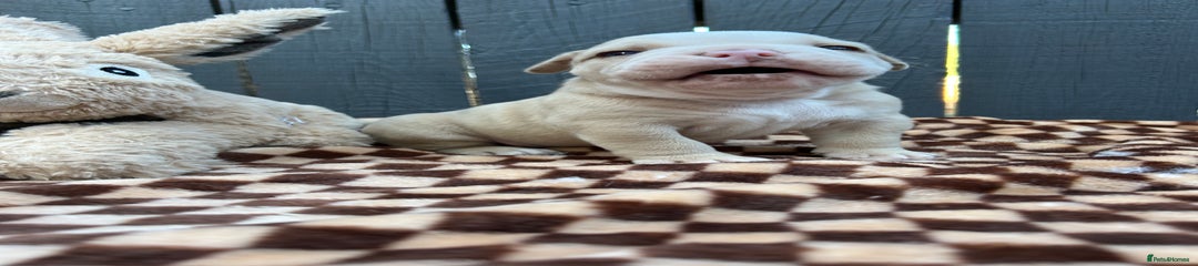Olde English Bulldogge Puppy 2