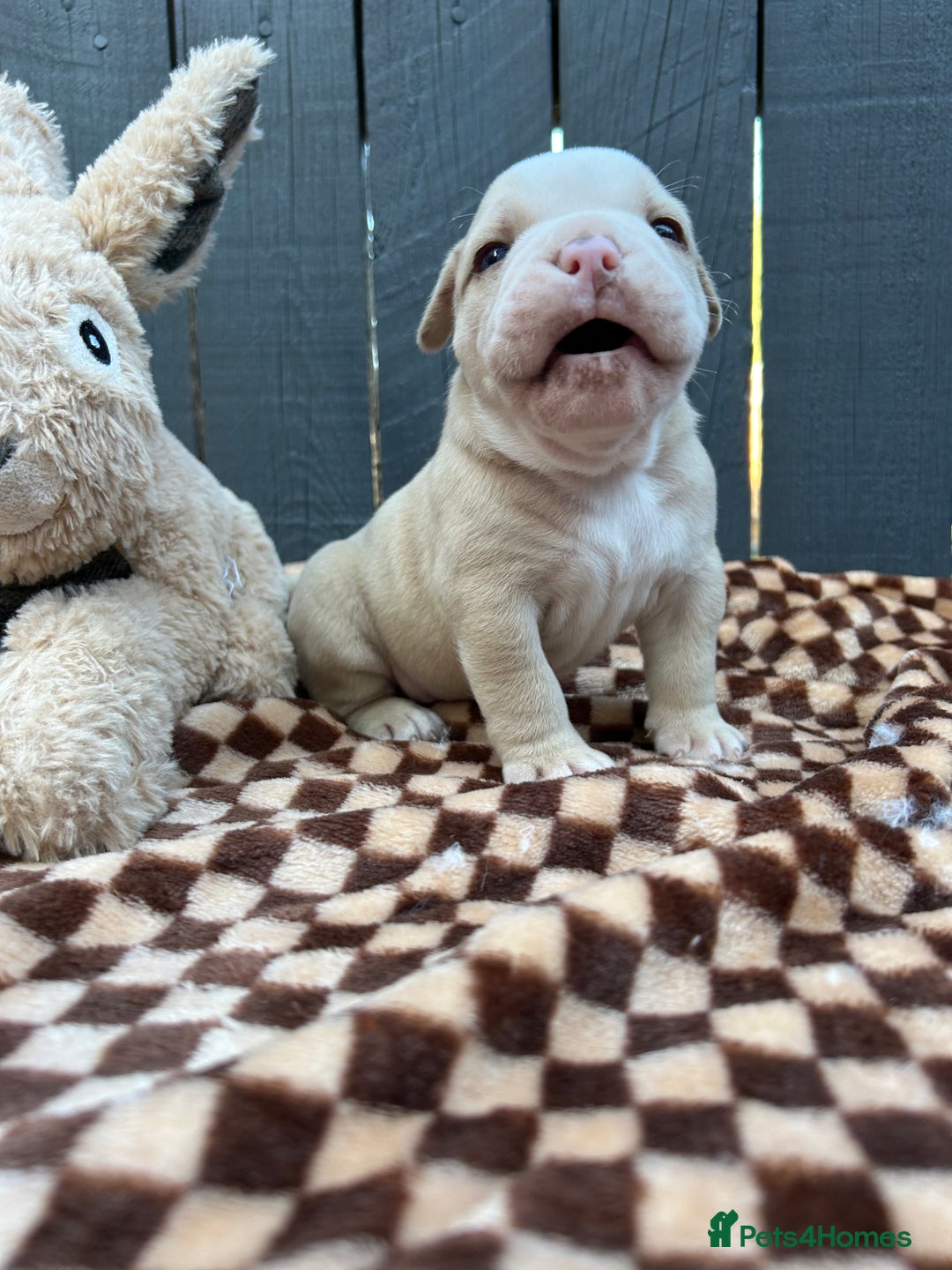 Olde English Bulldogge dogs for sale: Must See! Olde English Puppies  - Image 6