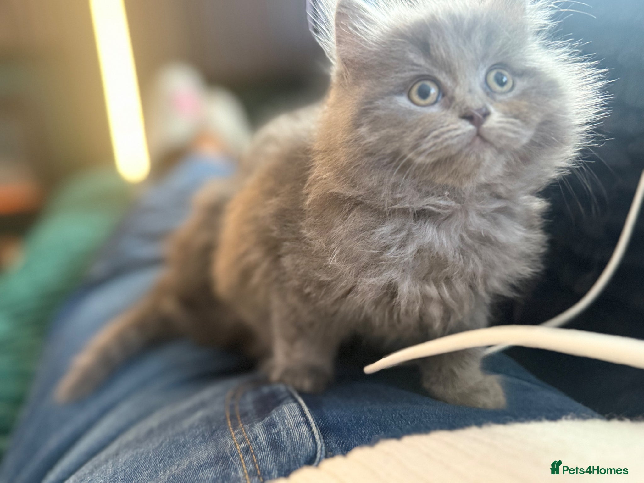 British Longhair cats Stunning British longhair kittens  - Advert 1